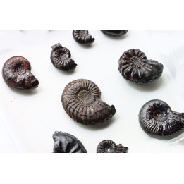 set of 9 "amaltheus" - domerian - Vesoul, France
