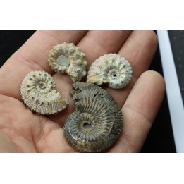 lot de 4 kosmoceras nacrées- callovien - RUSSIE