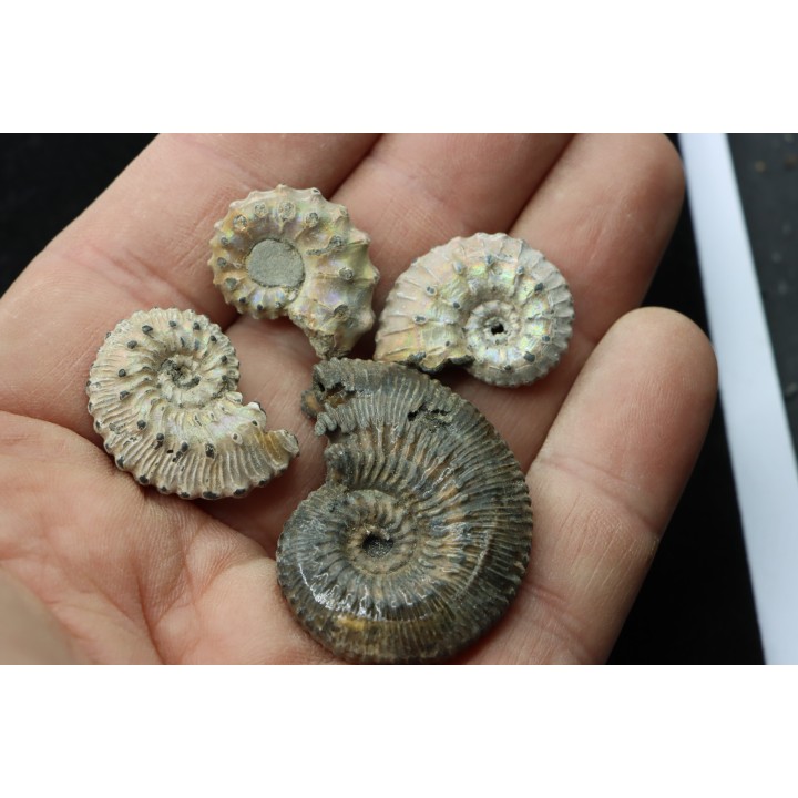 lot de 4 kosmoceras nacrées- callovien - RUSSIE