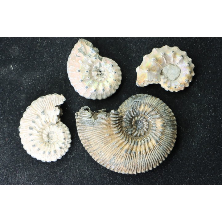 lot de 4 kosmoceras nacrées- callovien - RUSSIE