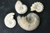 lot de 4 kosmoceras nacrées- callovien - RUSSIE