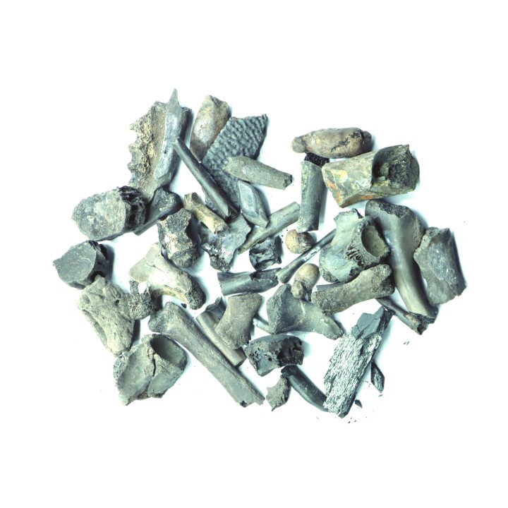 set of crocodiles bones from "amber level" - éocène - Compiegne - FRANCE