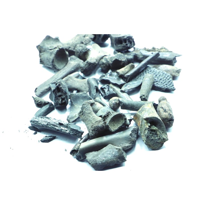 set of crocodiles bones from "amber level" - éocène - Compiegne - FRANCE