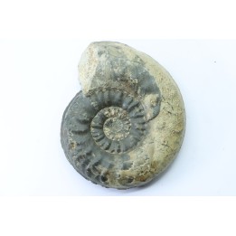 RARE pseudogrammoceras sp. (forme épaisse) - Toarcien - Roanne - FRANCE