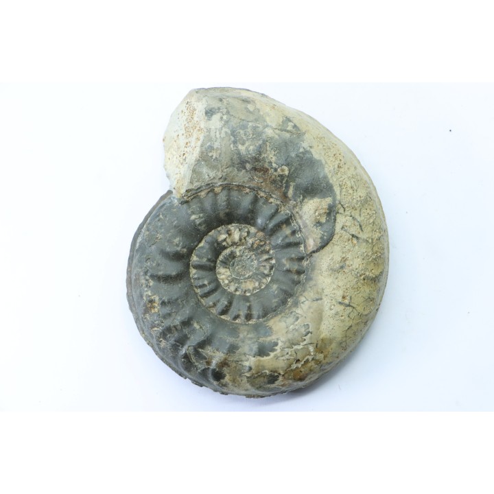 RARE pseudogrammoceras sp. (forme épaisse) - Toarcien - Roanne - FRANCE