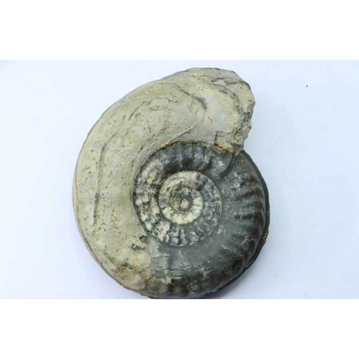 RARE pseudogrammoceras sp.  - Toarcian - Roanne - FRANCE