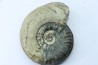 RARE pseudogrammoceras sp.  - Toarcian - Roanne - FRANCE