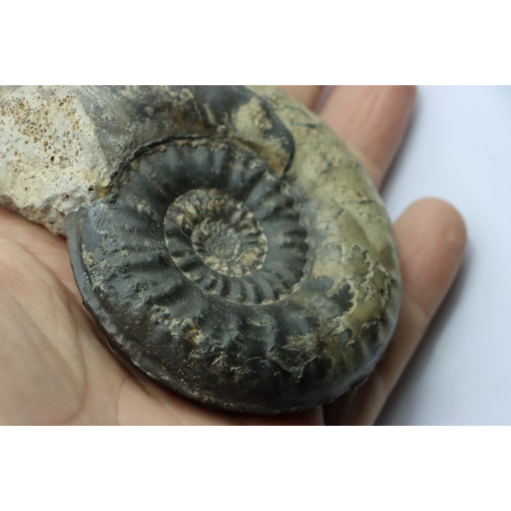 RARE pseudogrammoceras sp.  - Toarcian - Roanne - FRANCE