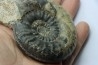 RARE pseudogrammoceras sp.  - Toarcian - Roanne - FRANCE