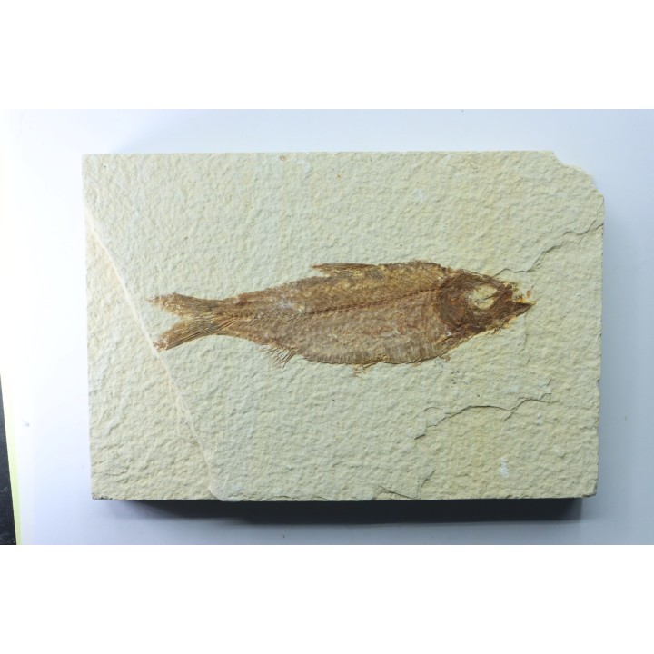 KNIGHTIA EOCAENA