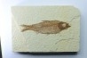 poisson fossile KNIGHTIA EOCAENA - USA