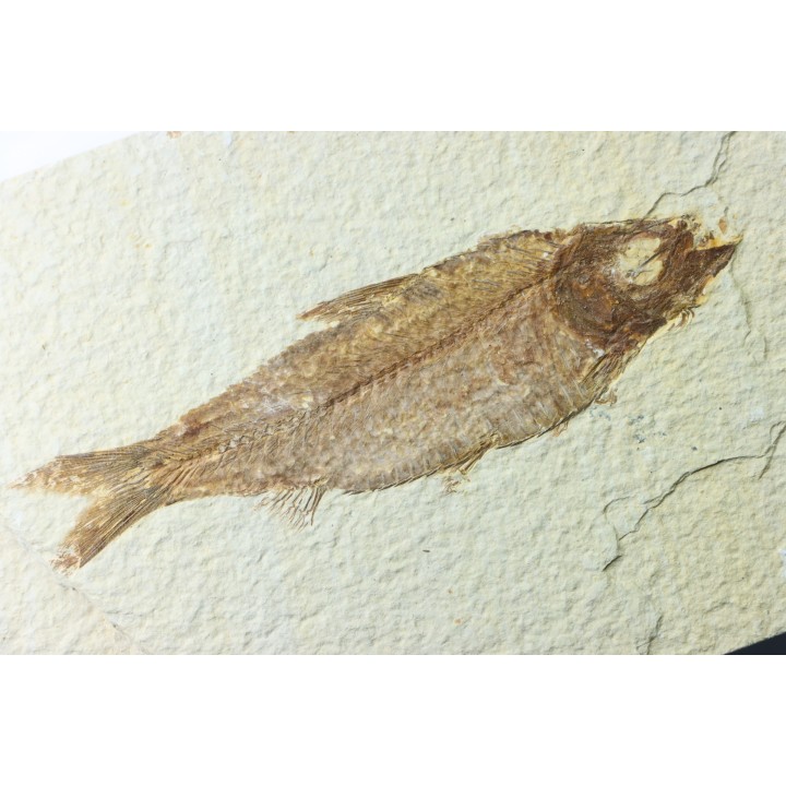 KNIGHTIA EOCAENA