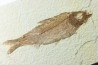 KNIGHTIA EOCAENA