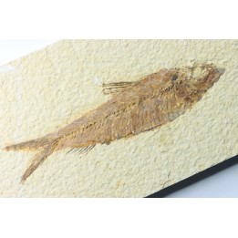 KNIGHTIA EOCAENA
