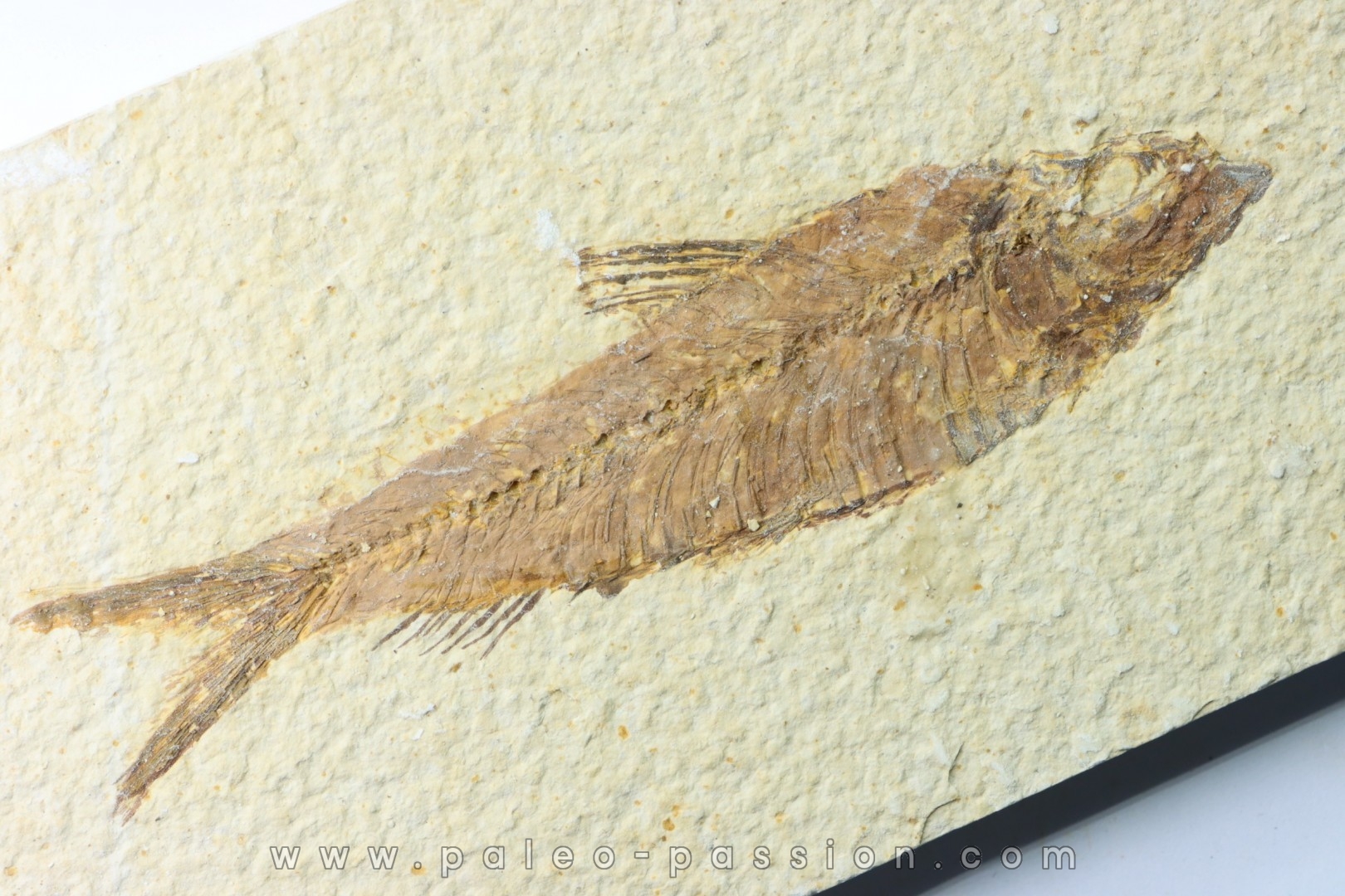 poisson fossile KNIGHTIA EOCAENA - USA