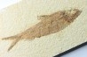 KNIGHTIA EOCAENA