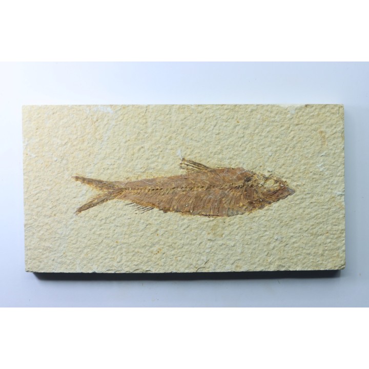 poisson fossile KNIGHTIA EOCAENA - USA