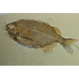 fish: PHAREODUS TESTIS (3) !!! 14cm !!!!