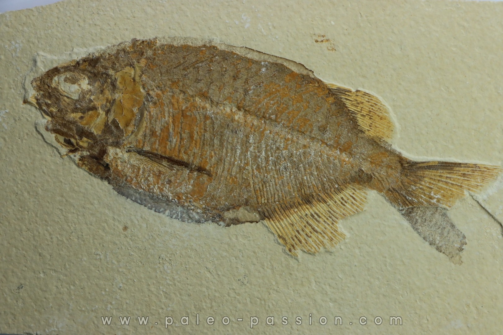 fish: PHAREODUS TESTIS (3) !!! 14cm !!!!