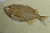PHAREODUS TESTIS - Eocène - Wyoming - USA