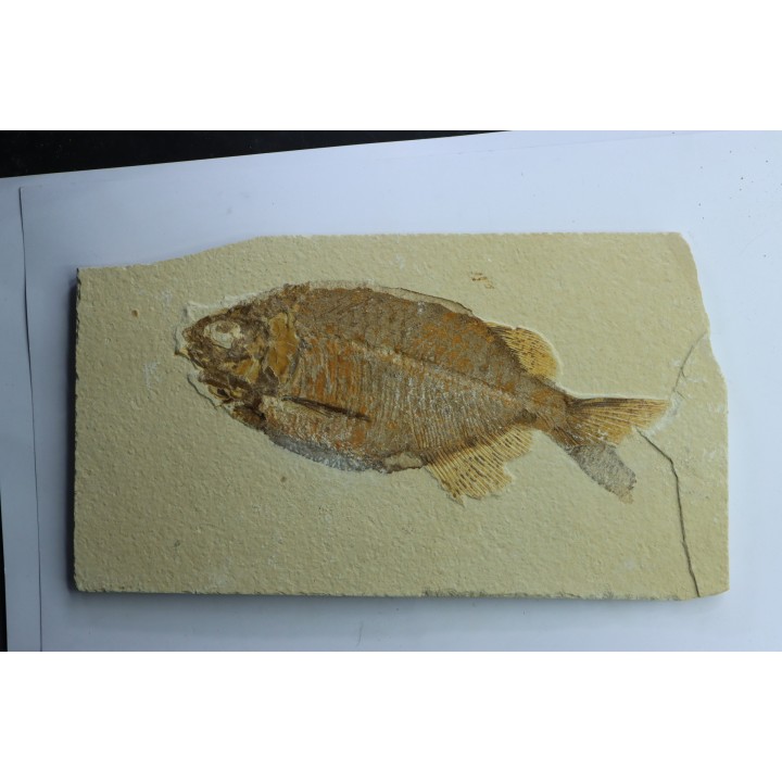 PHAREODUS TESTIS - Eocène - Wyoming - USA