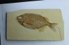 fish: PHAREODUS TESTIS (3) !!! 14cm !!!!