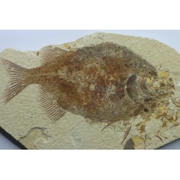 fish: PHAREODUS TESTIS (3) !!! 14cm !!!!
