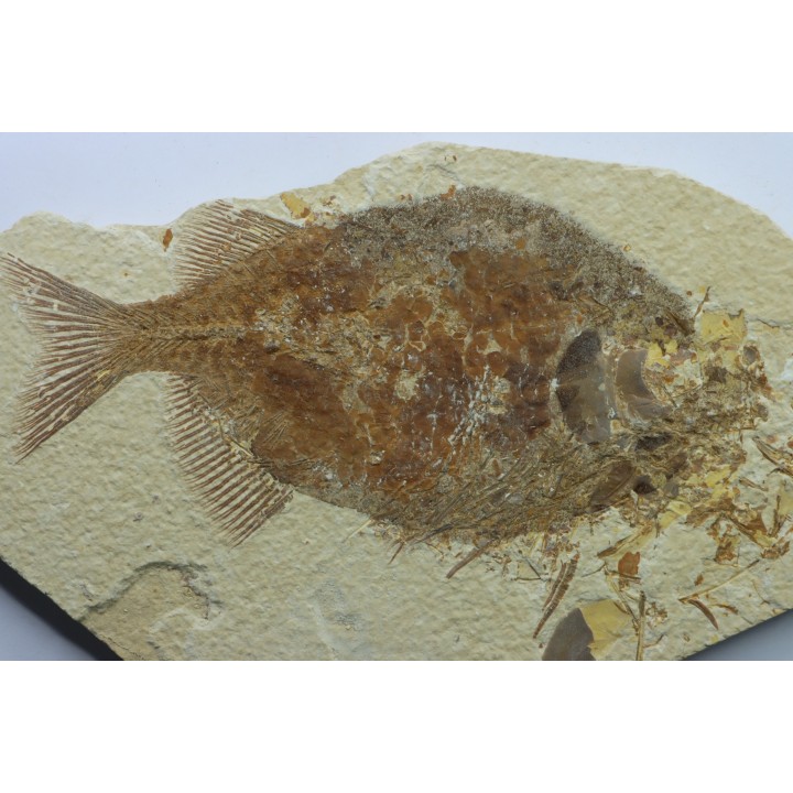 fish: PHAREODUS TESTIS (3) !!! 14cm !!!!