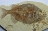 fish: PHAREODUS TESTIS (3) !!! 14cm !!!!