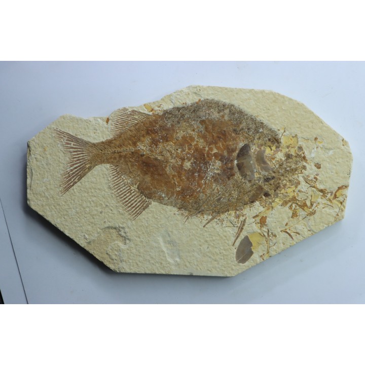 fish: PHAREODUS TESTIS (3) !!! 14cm !!!!
