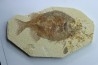 fish: PHAREODUS TESTIS (3) !!! 14cm !!!!