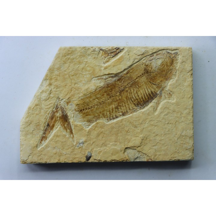 KNIGHTIA EOCAENA