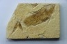 poisson fossile KNIGHTIA EOCAENA - USA