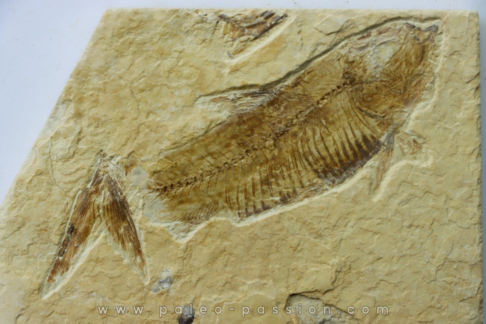 KNIGHTIA EOCAENA