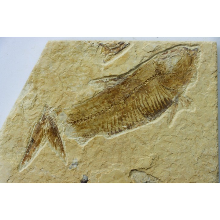 poisson fossile KNIGHTIA EOCAENA - USA