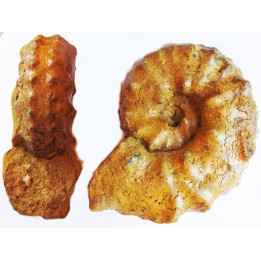 PSEUDASPIDOCERAS CONCILIATUM  (2)