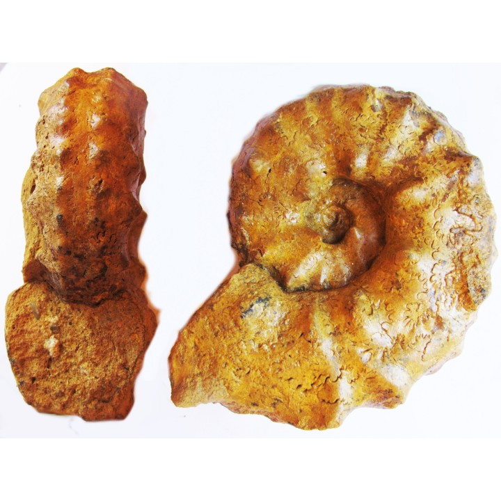 PSEUDASPIDOCERAS CONCILIATUM  (2)
