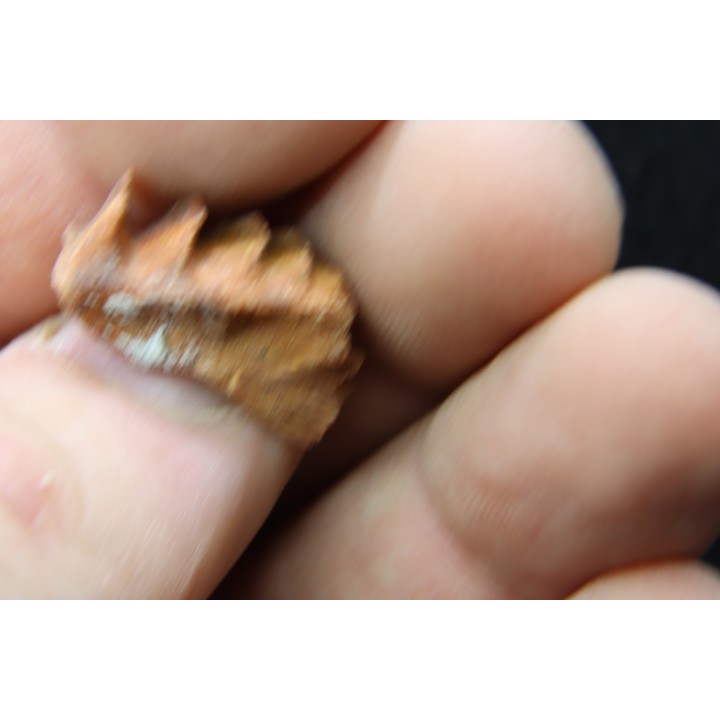 neoceratodus africanus - CENOMANIAN - Kem Kem - Morocco