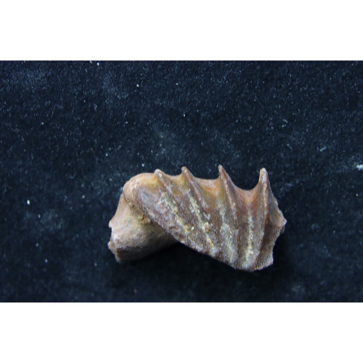 neoceratodus africanus - CENOMANIEN - Kem Kem - MAROC
