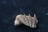 neoceratodus africanus - CENOMANIAN - Kem Kem - Morocco