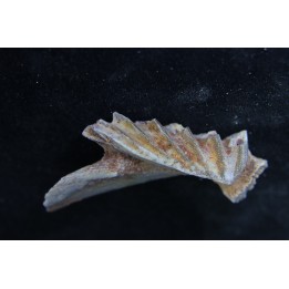 neoceratodus africanus - CENOMANIAN - Kem Kem - Morocco