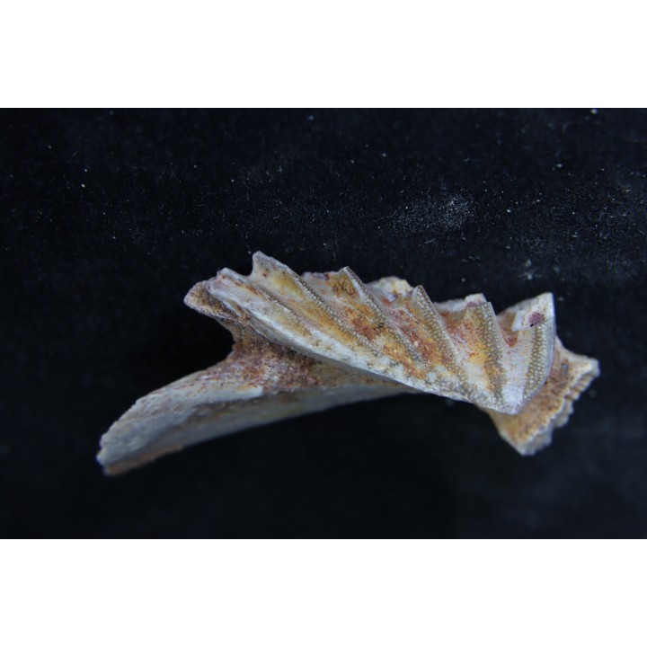 neoceratodus africanus - CENOMANIEN - Kem Kem - MAROC