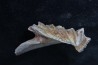 neoceratodus africanus - CENOMANIEN - Kem Kem - MAROC