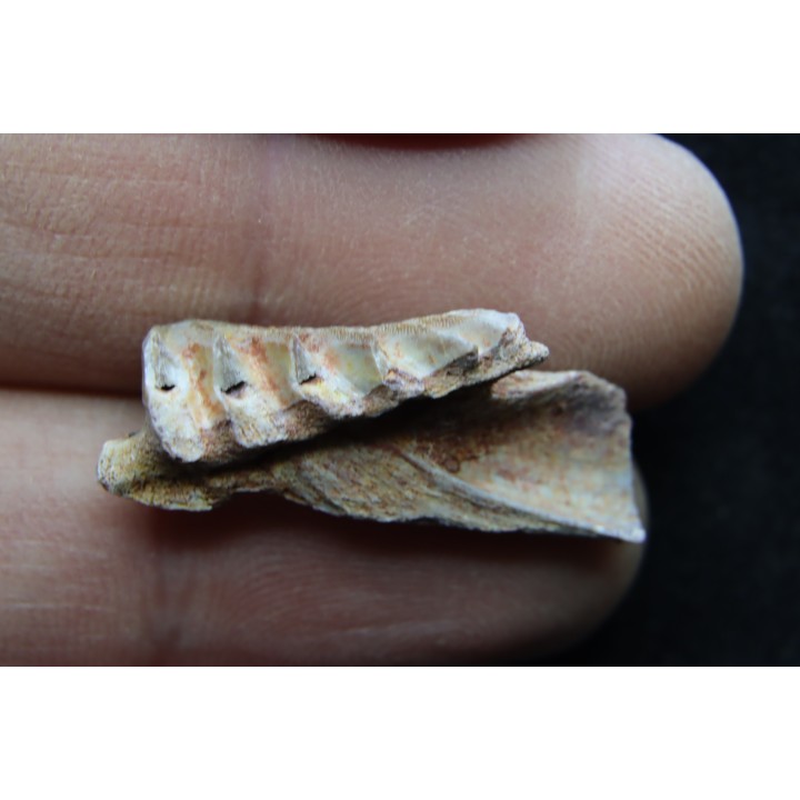 neoceratodus africanus - CENOMANIAN - Kem Kem - Morocco