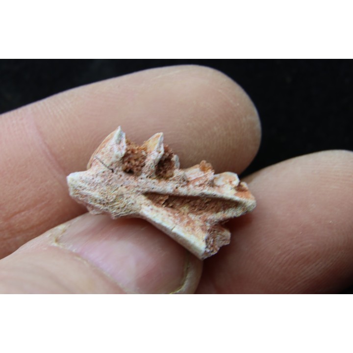 neoceratodus africanus - CENOMANIEN - Kem Kem - MAROC