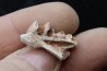 neoceratodus africanus - CENOMANIAN - Kem Kem - Morocco