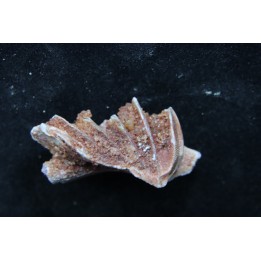 neoceratodus africanus - CENOMANIAN - Kem Kem - Morocco