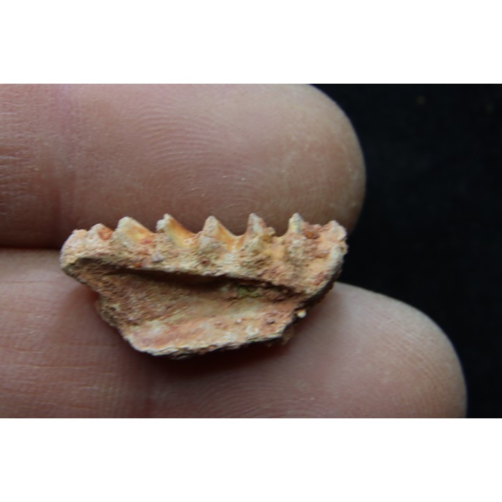 neoceratodus africanus - CENOMANIAN - Kem Kem - Morocco