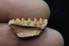 neoceratodus africanus - CENOMANIAN - Kem Kem - Morocco