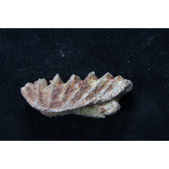 neoceratodus africanus - CENOMANIAN - Kem Kem - Morocco